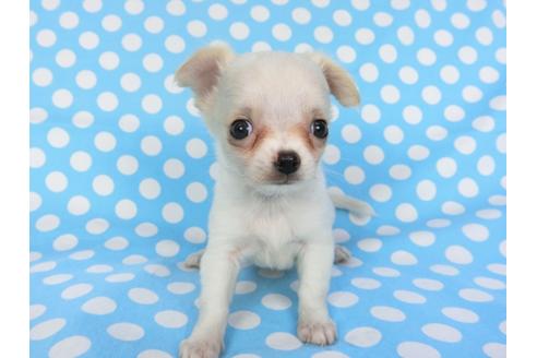 成約済の千葉県のチワワ(ロングコート)-98487の12枚目